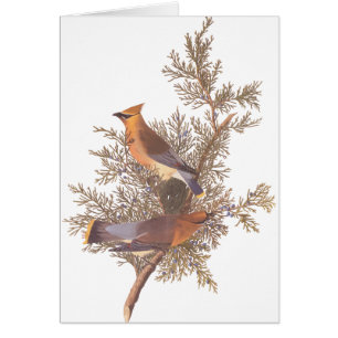 Pares del pájaro del Waxwing del cedro de Audubon