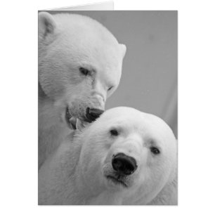 Pares lindos del oso polar