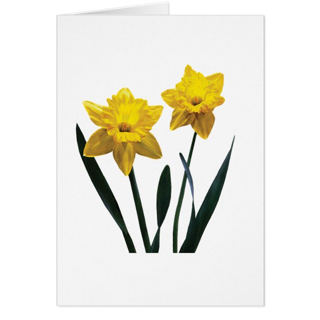 Paro de Daffodil Amarillo (Frente)