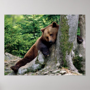Paro de impresión del resto del oso de Brown