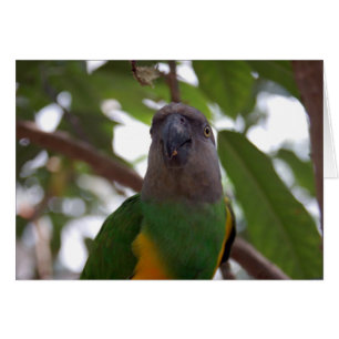 Paro de Senegal
