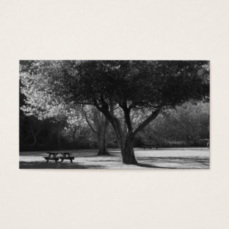 Parque Bench and Tree Photo