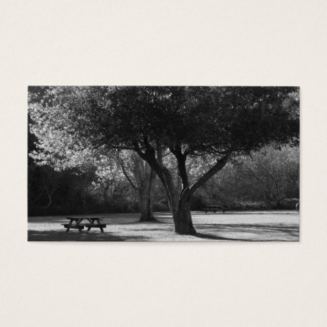 Parque Bench and Tree Photo (Frente)