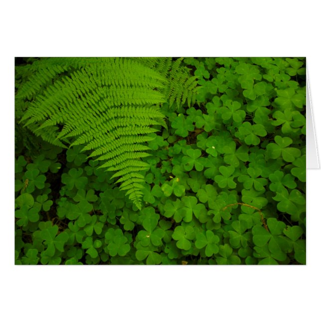 Parque Estatal de los Bosques de Humboldt (Anverso (Horizontal))