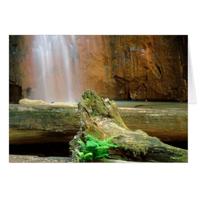 Parque Estatal Redwoods, CA (Anverso (Horizontal))