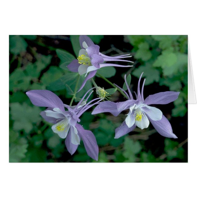 Parque nacional Columbine, Montaña Rocosa (Anverso (Horizontal))