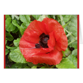 Parque nacional de Glenveigh, N.I.