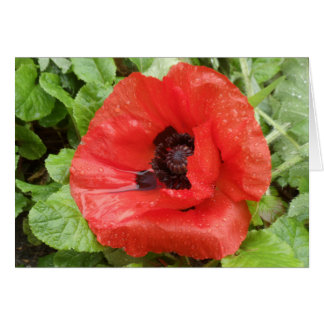 Parque nacional de Glenveigh, N.I.