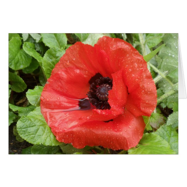 Parque nacional de Glenveigh, N.I. (Anverso (Horizontal))