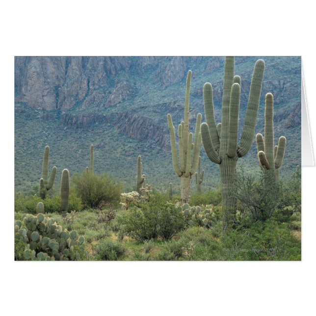 Parque nacional de Saguaro, Arizona (Anverso (Horizontal))