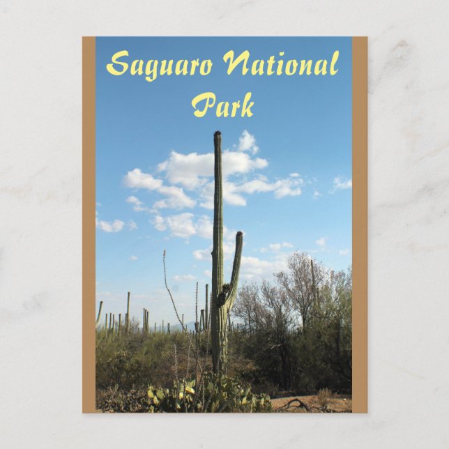 Parque nacional de Saguaro, postal de Tuscon (Anverso)