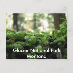 Parque nacional Glacier, postal Montana Mossy