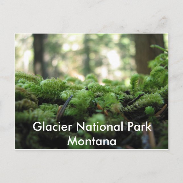 Parque nacional Glacier, postal Montana Mossy (Anverso)