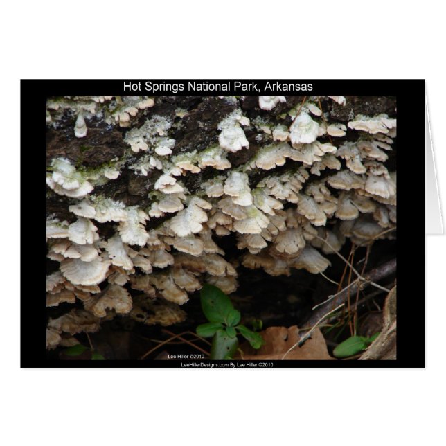 Parque Nacional Hot Spings, Arkansas Tree Fungus (Anverso (Horizontal))