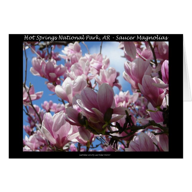 Parque nacional Hot Springs AR Saucer Magnoia Gift (Anverso (Horizontal))