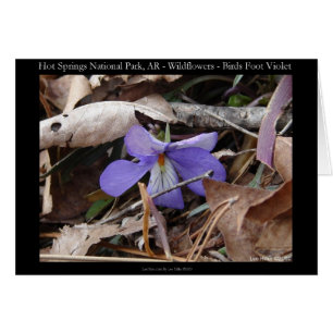 Parque nacional Hot Springs, AR Wild Violets Gifts