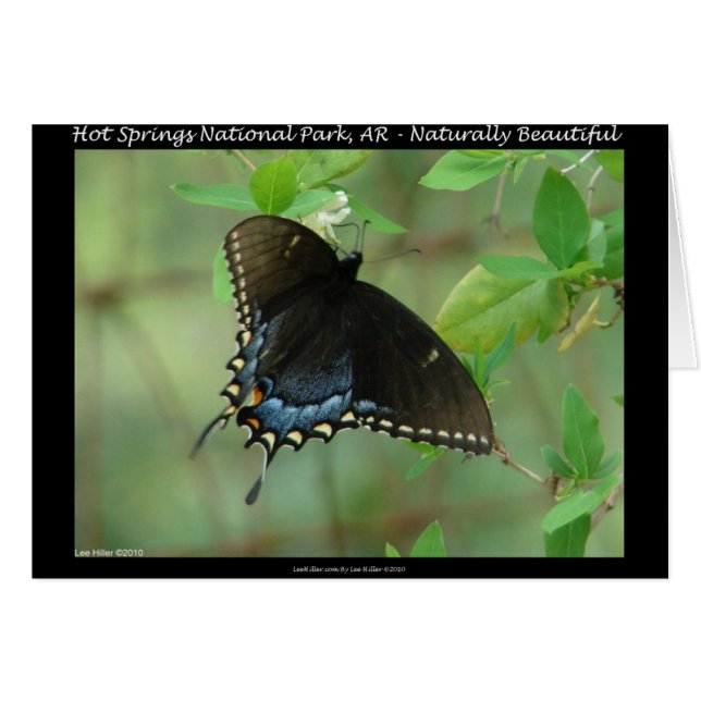 Parque nacional Hot Springs Swallowtail Butterfly (Anverso (Horizontal))