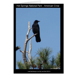 Parque nacional Hots Springs, AR - American Crow