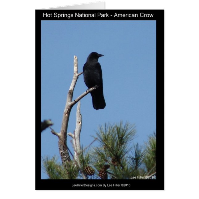 Parque nacional Hots Springs, AR - American Crow (Frente)