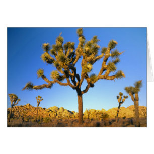 Parque Nacional Joshua Tree, California. EE.UU.