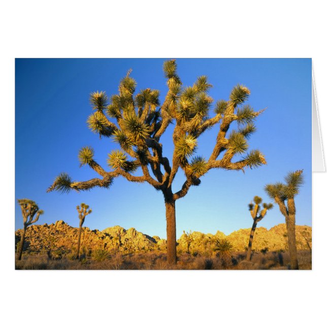 Parque Nacional Joshua Tree, California. EE. UU. (Anverso (Horizontal))