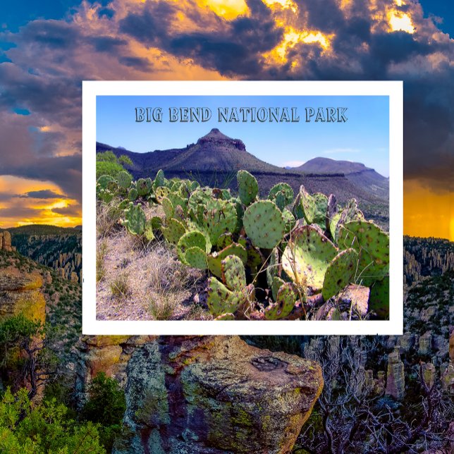 Parque nacional Pricky Pear Cactus Big Bend (Subido por el creador)