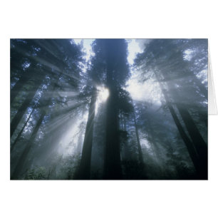 Parque Nacional Redwood, Condado de Del Norte, bru