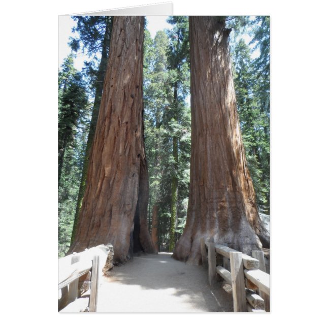 Parque nacional Sequoia (Frente)