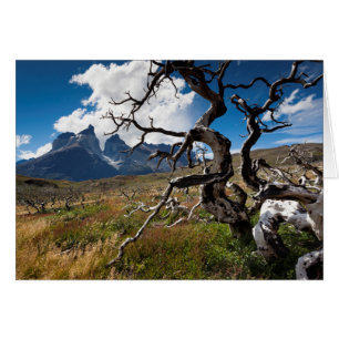 Parque Nacional Torres del Paine, árboles dañados 