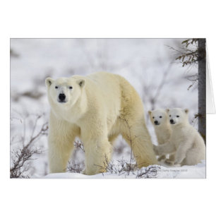 Parque nacional Wapusk, Canadá.
