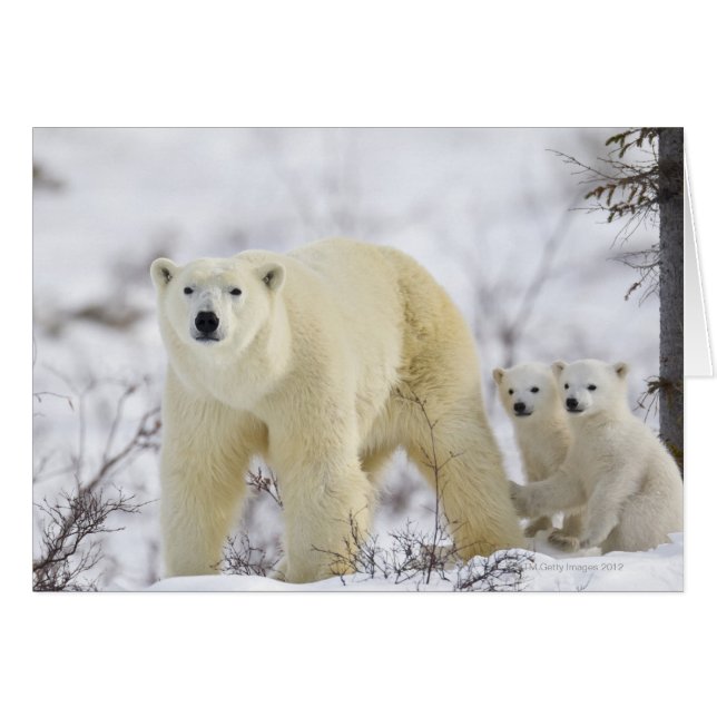 Parque nacional Wapusk, Canadá. (Anverso (Horizontal))