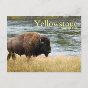 Parque nacional Yellowstone, postal Bison