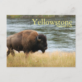 Parque nacional Yellowstone, postal Bison