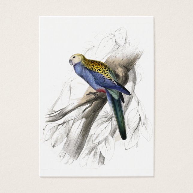 Parrakeet con cabeza de página por Edward Lear (Frente)