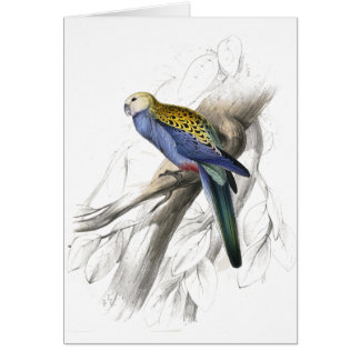 Parrakeet de Paleheaded de Edward Lear