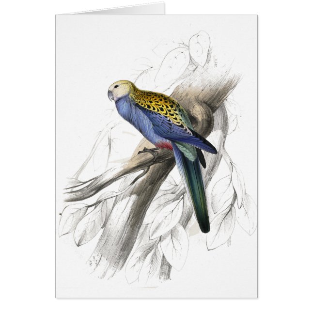 Parrakeet de Paleheaded de Edward Lear (Frente)