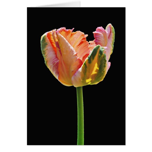 Parrot Tulip (Frente)