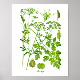 Parsley Kitchen Herb Decoración Botánica en Pared