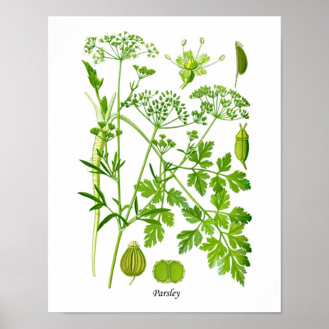 Parsley Kitchen Herb Decoración Botánica en Pared (Frente)