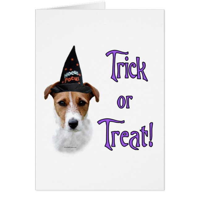 Parson Russell Terrier Trick (Frente)