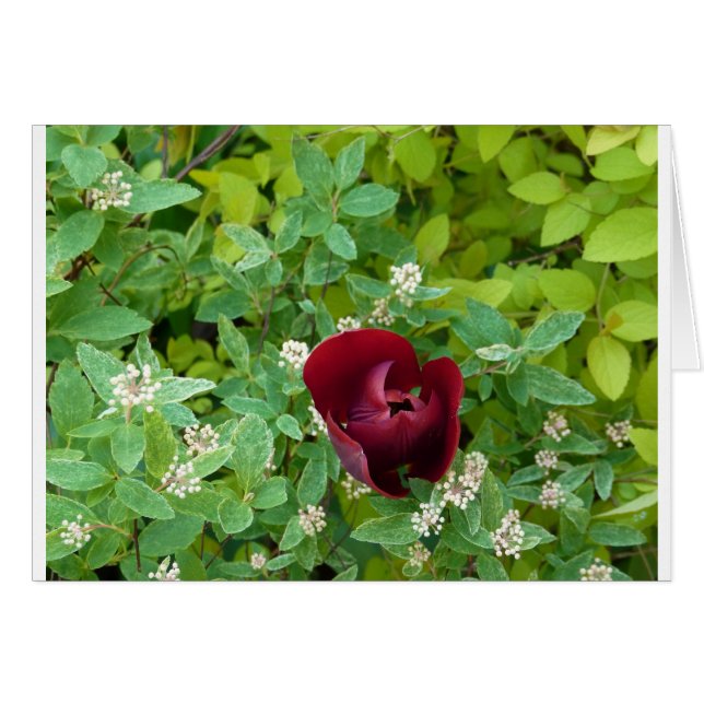 parterre de fleurs au printemps (Anverso (Horizontal))