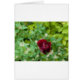 parterre de fleurs au printemps