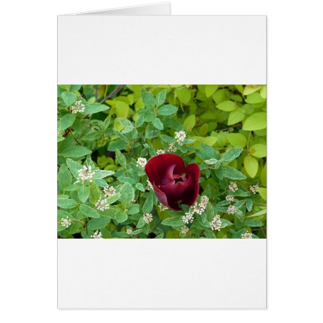 parterre de fleurs au printemps (Frente)