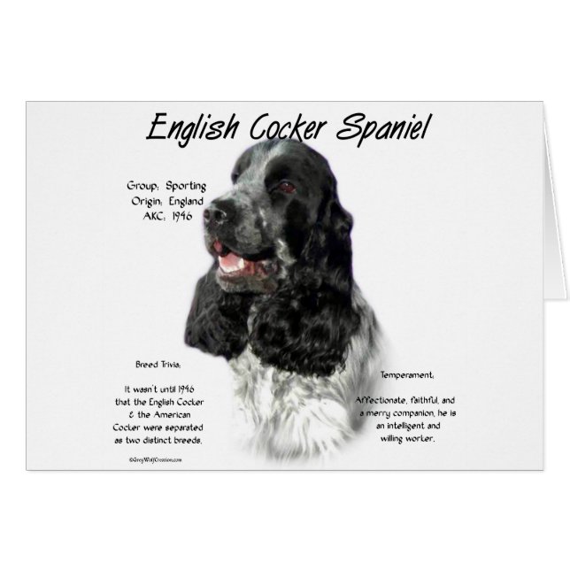 Parti English Cocker Spaniel History (Anverso (Horizontal))