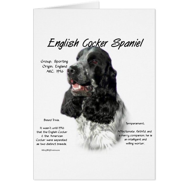 Parti English Cocker Spaniel History (Frente)