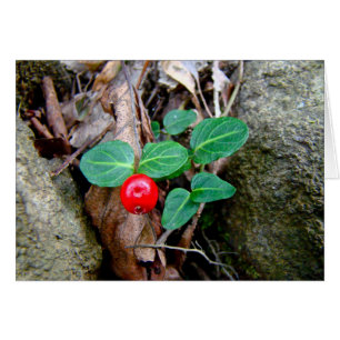 Partridge Berry Wildflower