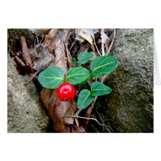 Partridge Berry Wildflower (Anverso (Horizontal))