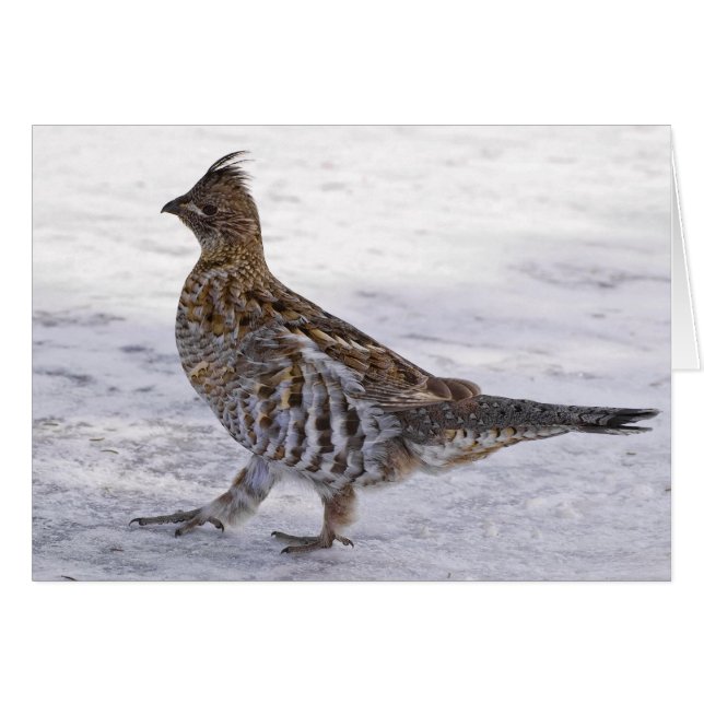Partridge Strut (Anverso (Horizontal))