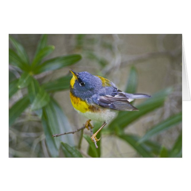 Parula Parula Parula americana) (Anverso (Horizontal))