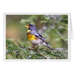 Parula septentrional
